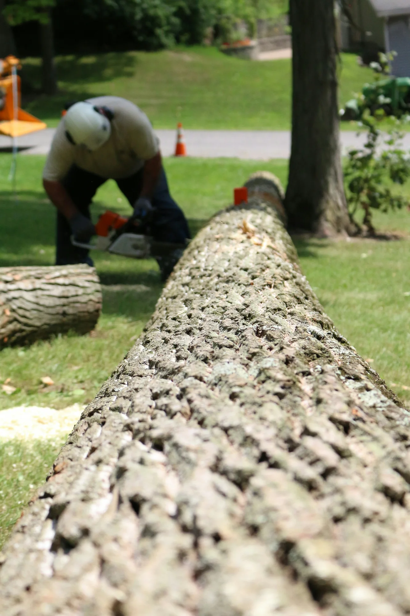 Træfældning i Viborg: arborist skærer toppen af en stamme med motorsav
